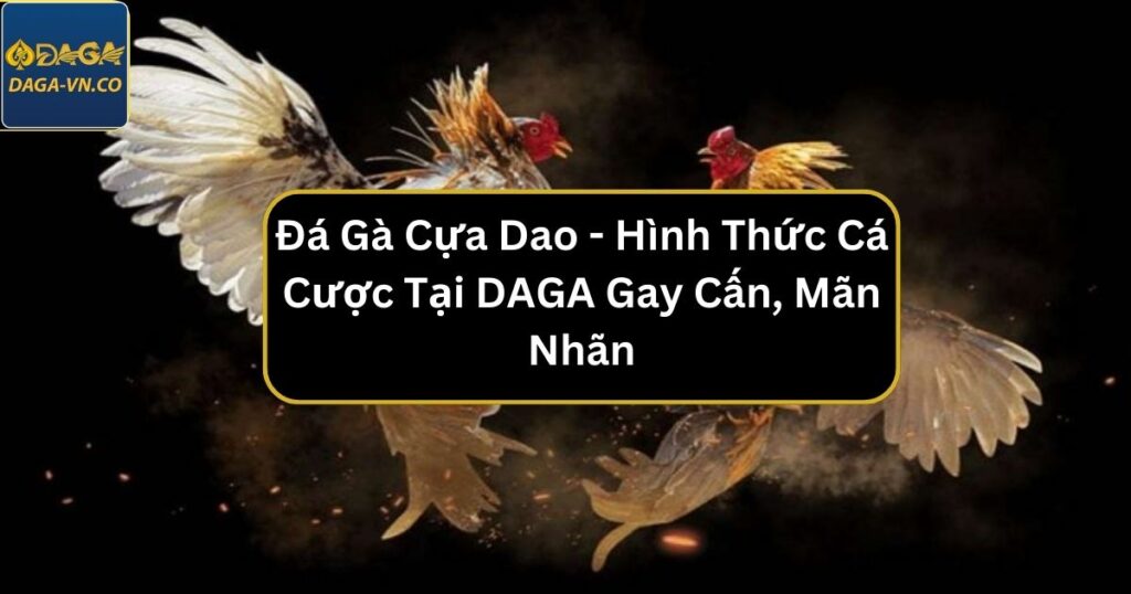 Đá Gà Cựa Dao - Hình Thức Cá Cược Tại DAGA Gay Cấn, Mãn Nhãn 1 da ga cua dao